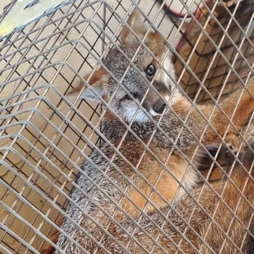Fox trapped inside a metal wire cage looking through the bars in a confined space.