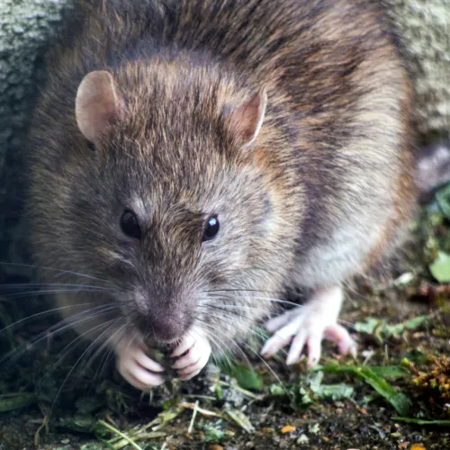 Close-up of a brown rat with whiskers holding food near a stone wall and green foliage on the ground.