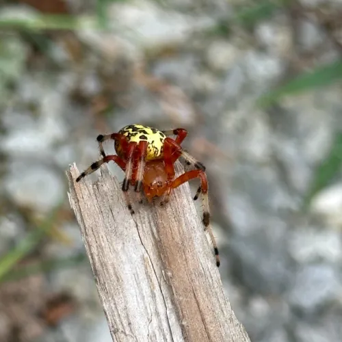Close-up of a colorful spider with a yellow and black patterned body on a piece of wood outdoors.