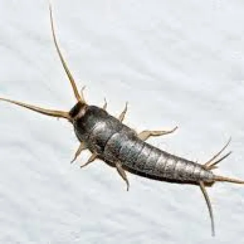 Close-up of a silverfish insect on a white textured surface with long antennae and tail filaments