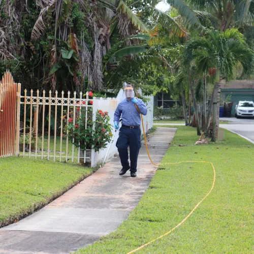 Man in blue shirt and face shield walking on sidewalk with hose spraying outdoor plants near residential street.