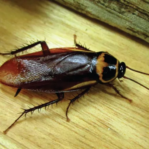 Close-up of a brown and black cockroach with long antennae on a wooden surface.