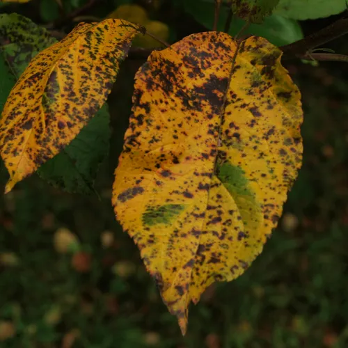 Close-up of yellow autumn leaves with black spots against a blurred green background.