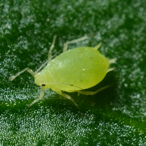 Close-up of a green aphid insect on a textured green leaf surface under natural light