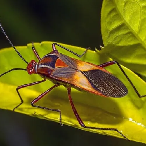 Close-up of a colorful insect with long antennae resting on bright green leaves in natural light