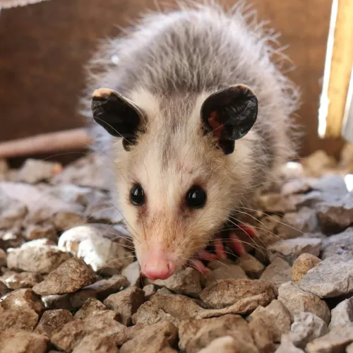 Close-up of a young opossum with black eyes and pink nose among rocks in a wooden enclosure