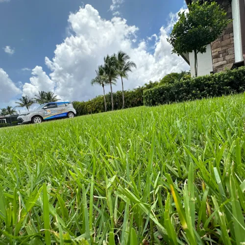 Close-up of fresh green lawn with palm trees, a parked car, and a bright blue sky with clouds in the background.