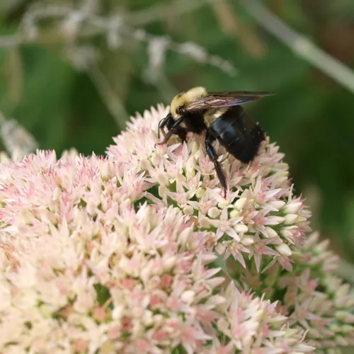 Bumblebee collecting nectar from pale pink clustered flowers in a natural green garden setting.