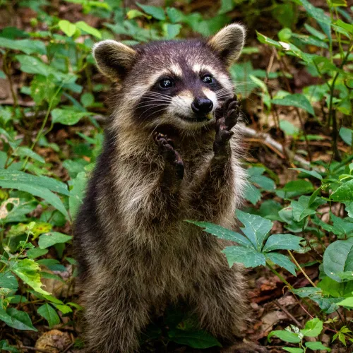 Young raccoon standing on hind legs with paws raised surrounded by green forest plants and leaves.