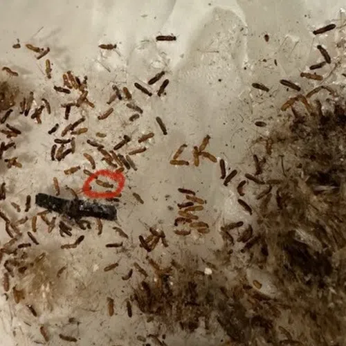 Close-up of a white surface covered with numerous small brown termites and a red circle marking one point.
