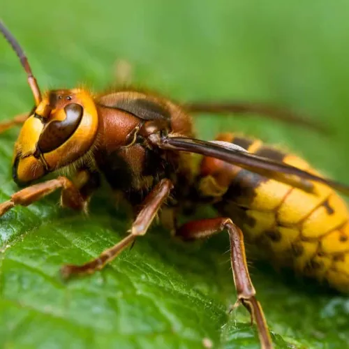 Close-up of a yellow and brown wasp resting on a textured green leaf with detailed body and wings visible