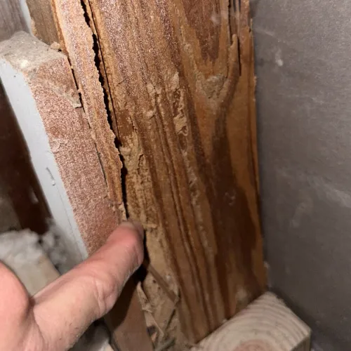 Finger pointing to wood with severe termite damage and crumbling drywall in a construction area.