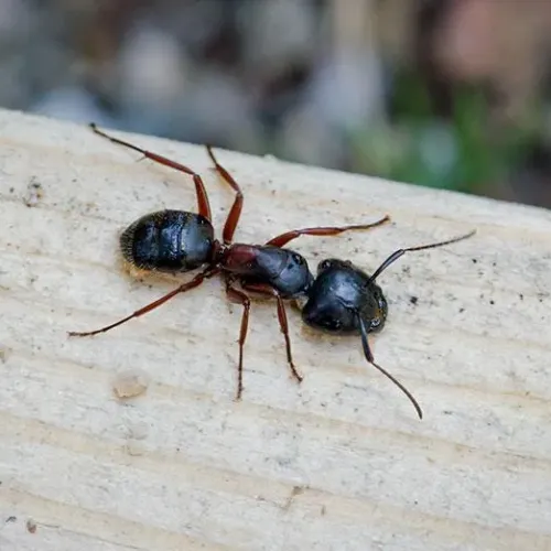 Close-up of a carpenter ant on a light wooden surface showing its black and reddish body and antennae.