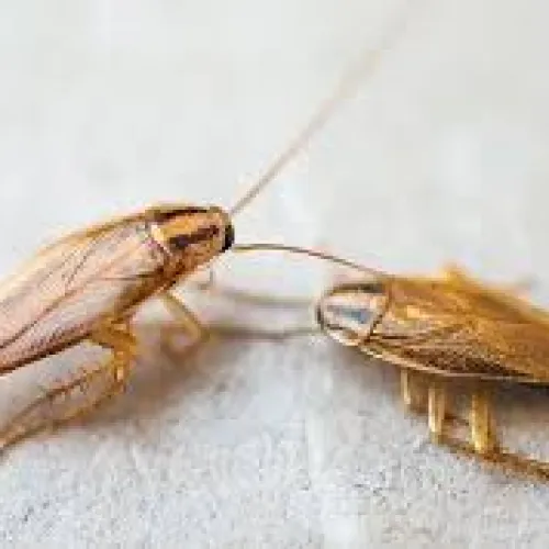 Two brown cockroaches on a light surface with visible antennae and legs in close-up view.