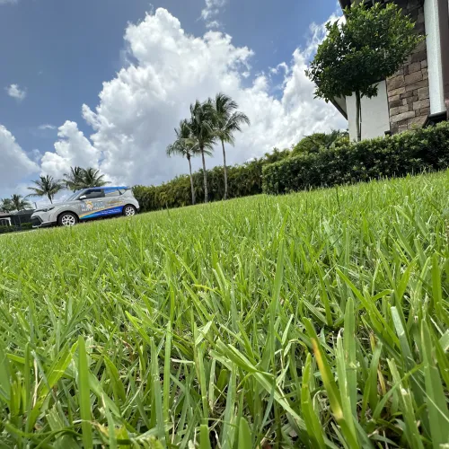Freshly mowed green lawn with palm trees and a service vehicle under a partly cloudy blue sky.