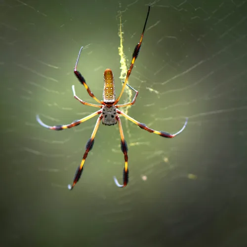 Close-up of a colorful spider with long legs on its intricate web against a blurred green background
