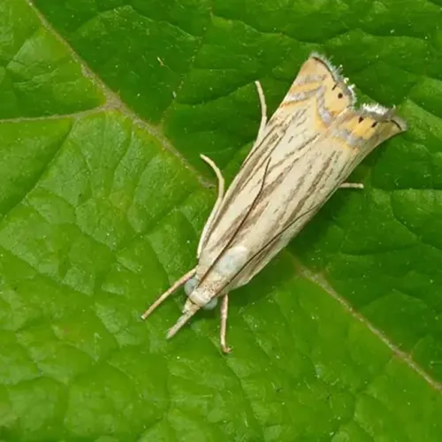 Small white and brown moth with delicate patterns resting on a vibrant green textured leaf.