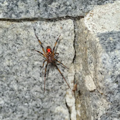 Close-up of a black widow spider with a red marking on granite rocks and spider webbing in the corner.