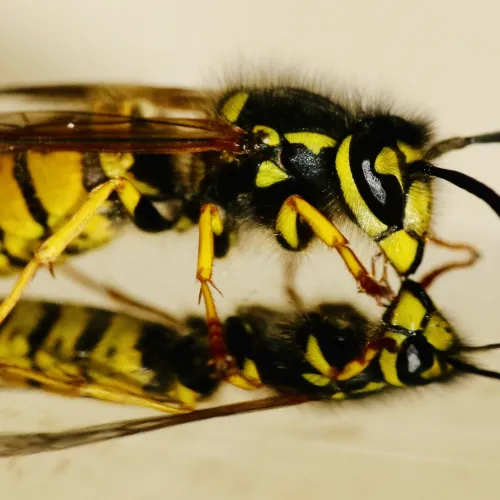 Close-up of a yellow and black wasp resting on a reflective surface showing its detailed body and reflection