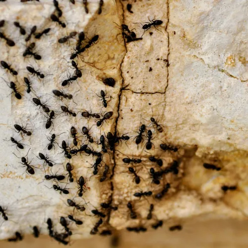 Close-up of black ants crawling on a cracked beige stone surface with rough texture and dirt stains.