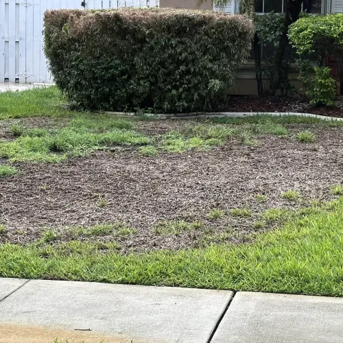 Patch of dry, patchy grass in front yard surrounded by healthy green grass near sidewalk and bushes.