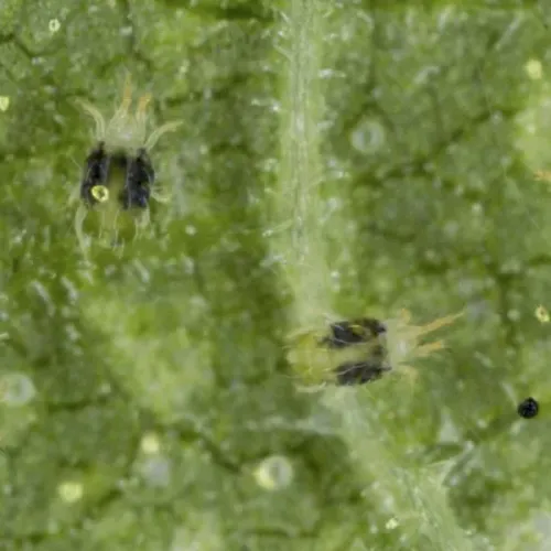 Close-up of tiny spider mites on a green leaf surface showing their detailed body and legs.