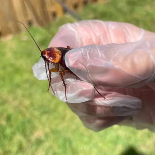 Hand in a plastic glove holding a large brown cockroach with a green grass background outdoors