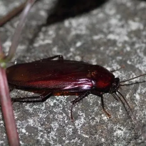 Close-up of a dark reddish-brown cockroach on a textured gray rock with plant stems nearby