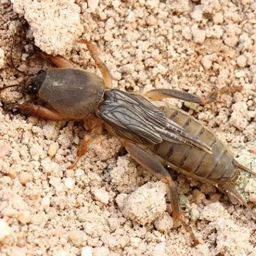 Close-up of a mole cricket burrowing in sandy soil showing its detailed wings and segmented body.