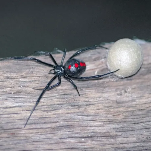 Black widow spider with distinctive red spots guarding its egg sac on a wooden surface.