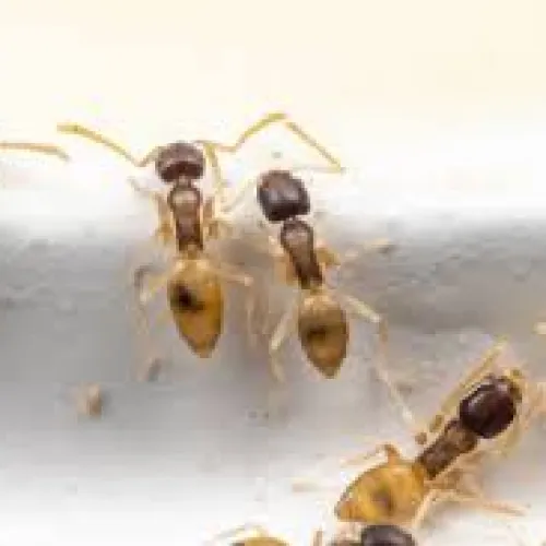 Close-up of small yellow and black ants crawling on a white surface in a group.