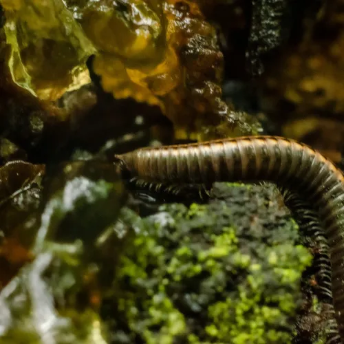 Close-up of a segmented millipede crawling on mossy bark and amber-like resin in a forest setting