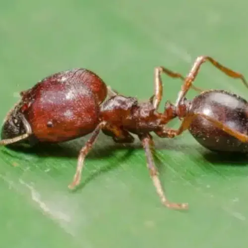 Close-up of a red and black ant walking on a green leaf surface, showing details of its body and legs.
