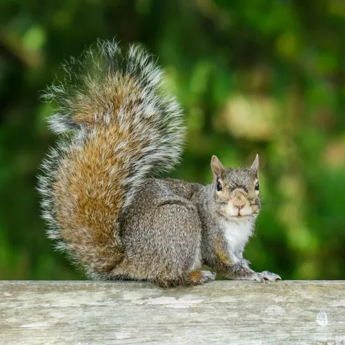 Gray squirrel with bushy tail sitting on a wooden fence against blurred green background.