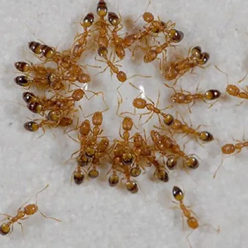Close-up of a group of small brown ants clustered together on a white surface in a circular pattern.