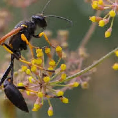 Close-up of a black and orange wasp perched on delicate yellow wildflower buds with blurred green background