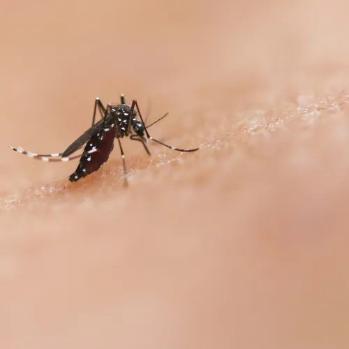 Close-up of a mosquito biting human skin, showing detailed body and wings on a beige background.