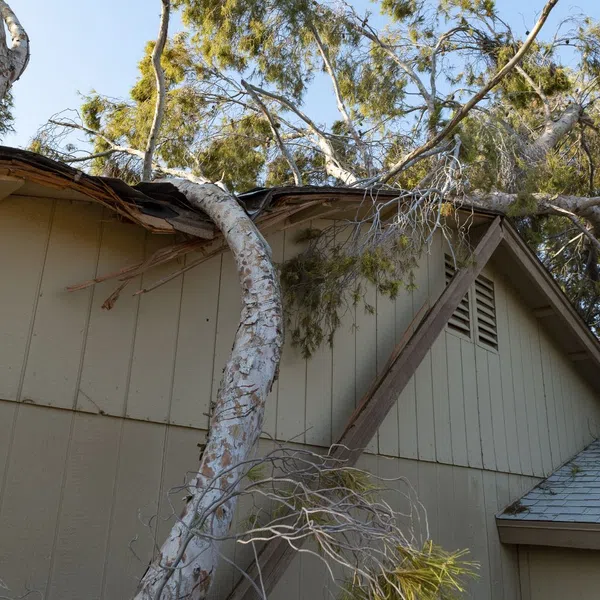 A tree branch leans against a house, highlighting potential storm damage and the need for home maintenance.