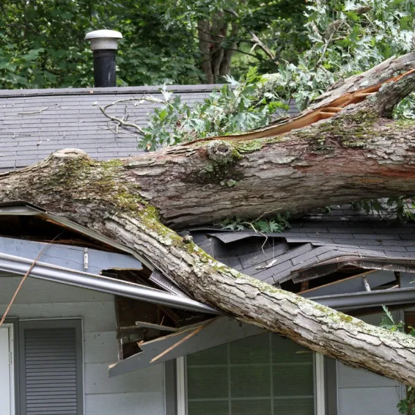 a house with trees in the background