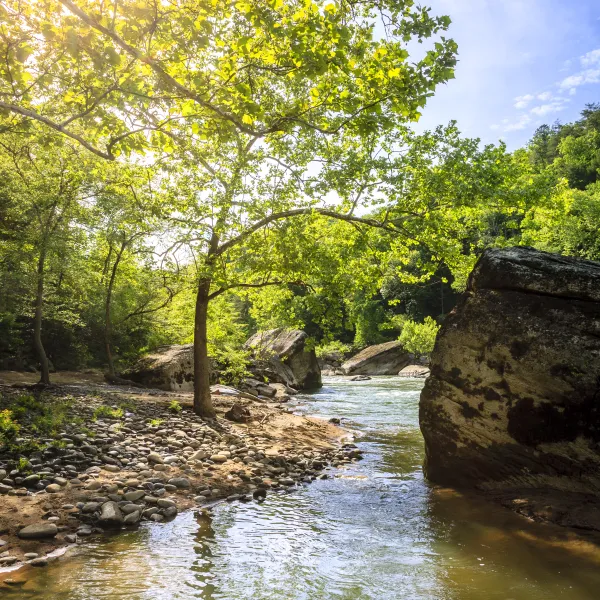 a tree next to a river