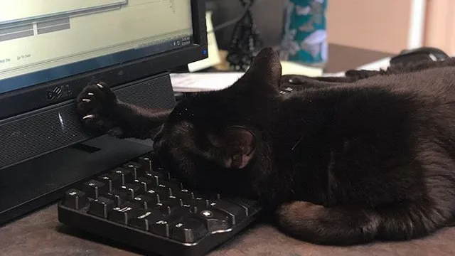 a black cat sitting on a table