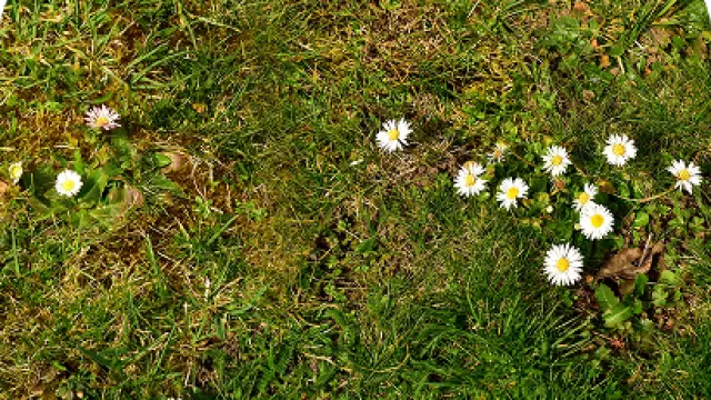 Green grass field with small white daisies scattered across the lawn under sunlight