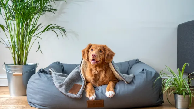 a dog sitting on a bed