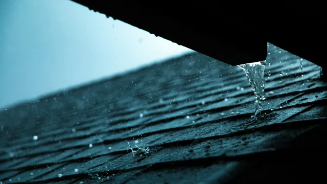 a drop of water on a leaf