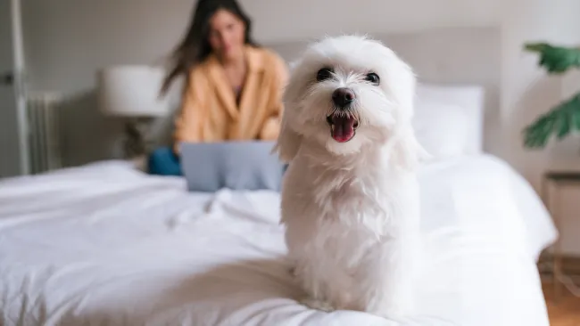 a dog sitting on a bed