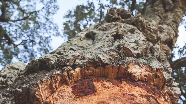 Close-up of thick cork bark on a large tree trunk with textured bark and green leaves above.