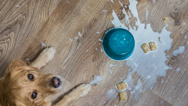 Golden retriever puppy looking at the camera next to a spilled bowl of milk and cereal on a wooden floor
