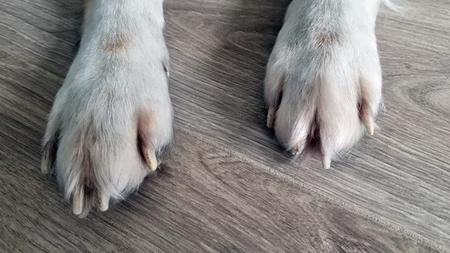 Close-up of white dog's paws on wooden floor showing fur and nails.