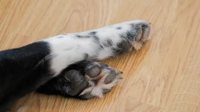 Close-up of black and white dog paws resting on a wooden floor with visible fur and paw pads.