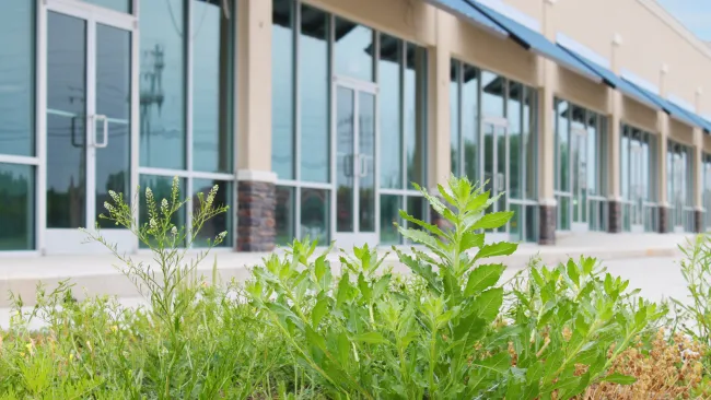 Overgrown weeds in front of vacant retail building with glass doors and windows on a sunny day